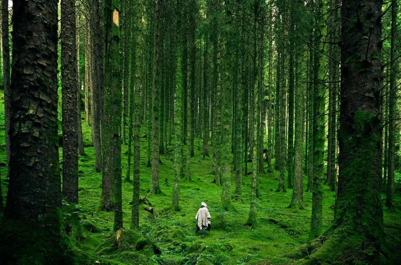 El poder del verde en la relajación y la tranquilidad